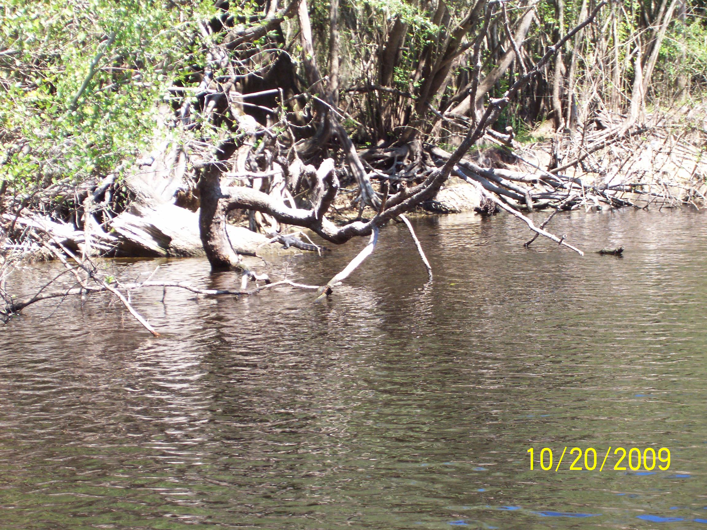 Wekiva/St. Johns River Ramble